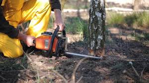 Best Tree Trimming and Pruning  in Bourbon, MO