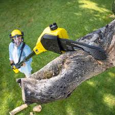 Best Hedge Trimming  in Bourbon, MO