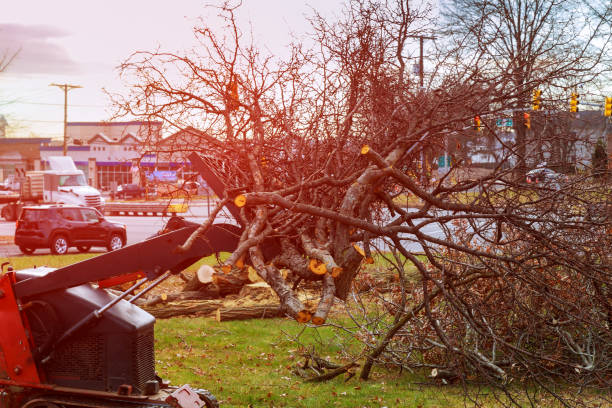 How Our Tree Care Process Works  in  Bourbon, MO