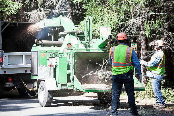 Best Fruit Tree Pruning  in Bourbon, MO