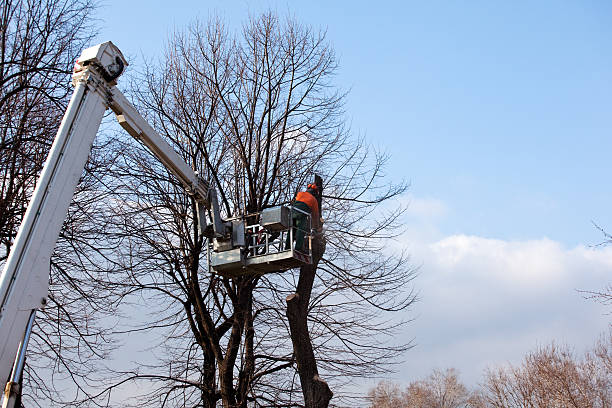 Best Root Management and Removal  in Bourbon, MO