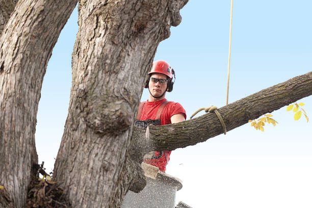 Trusted Bourbon, MO Tree Care Experts
